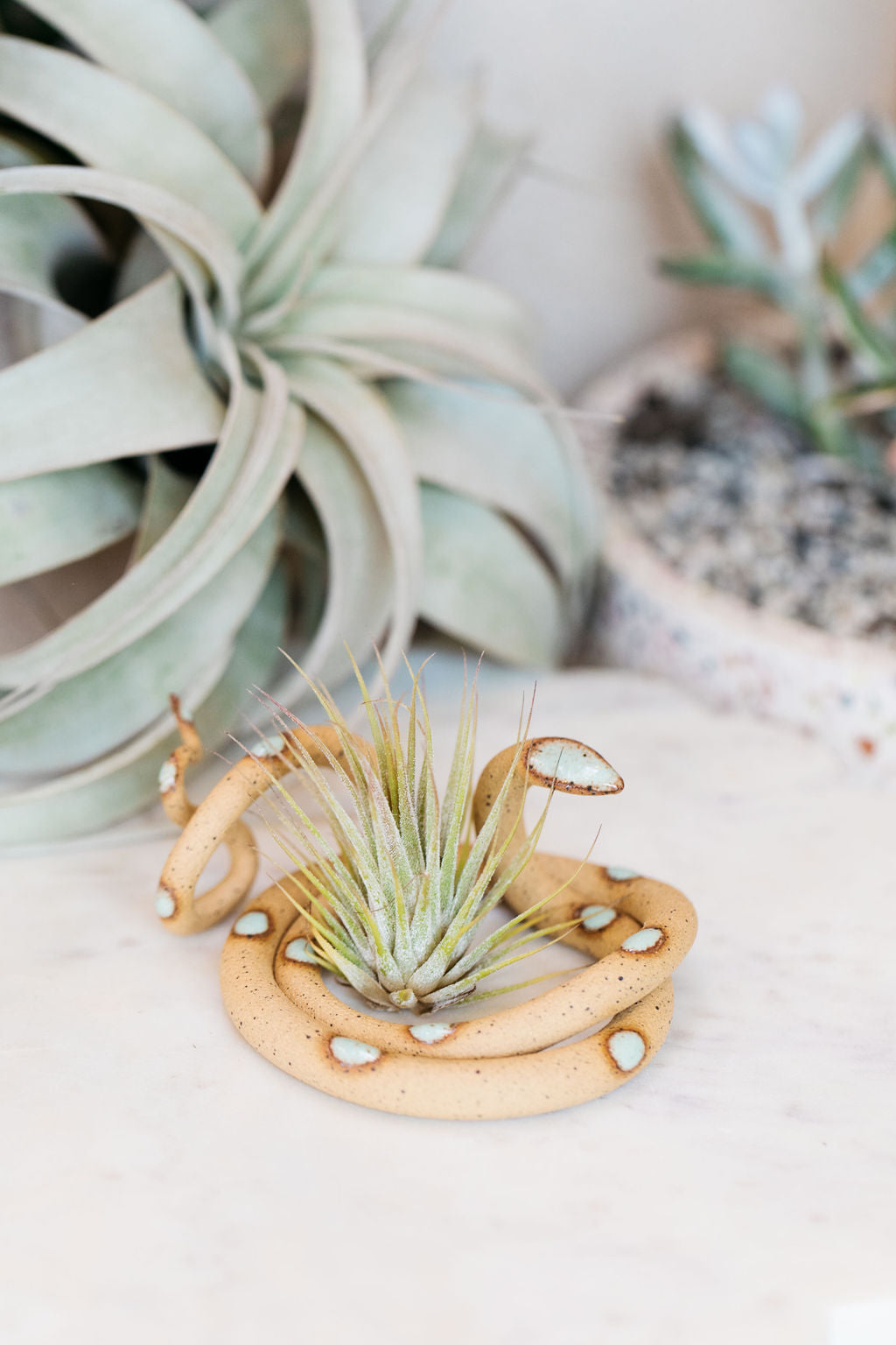Coiled speckled tan pottery snake with light turquoise glazed head and dots. This colorway is Selma. Styled with an air plant sitting in the center of the coil. 
