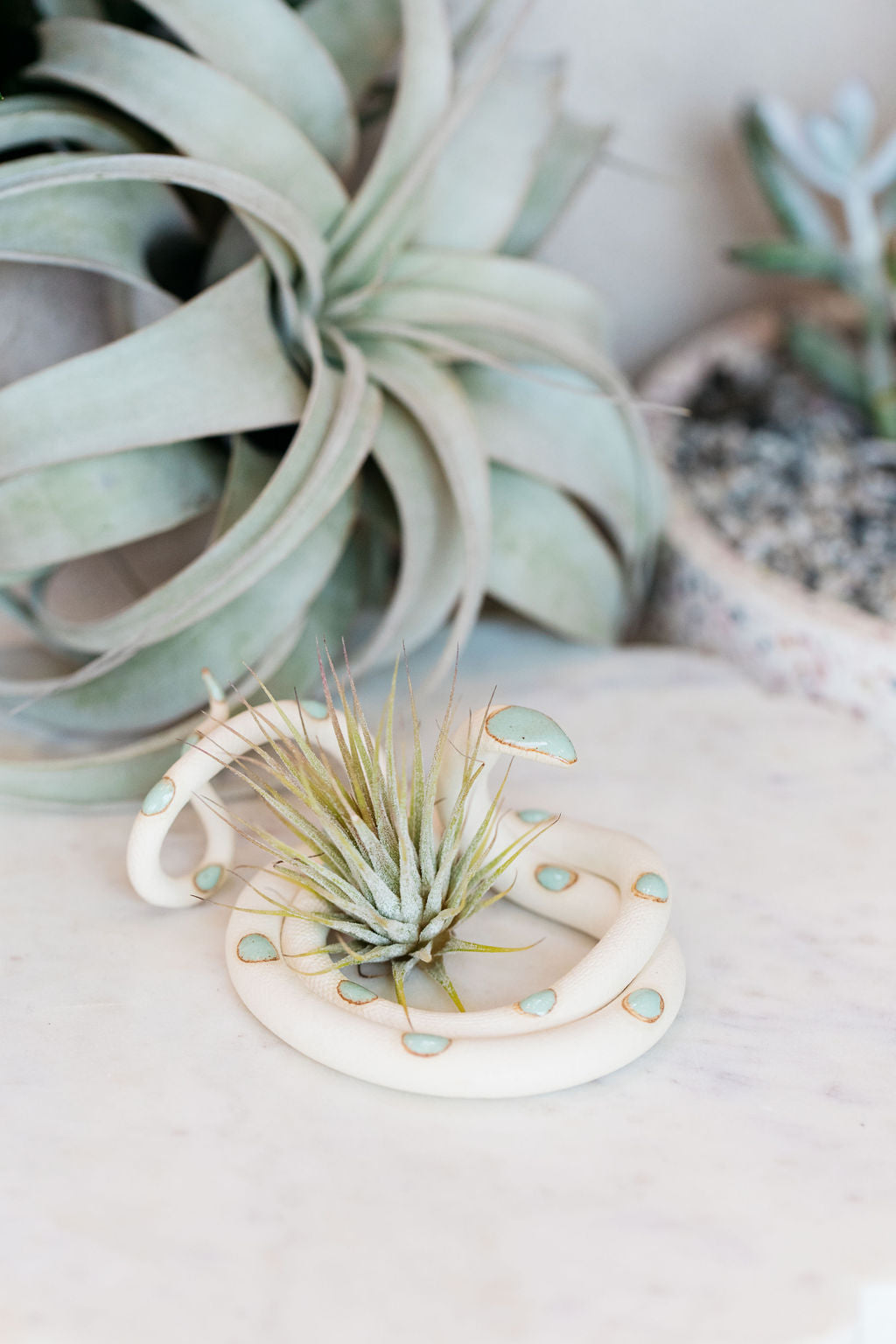 Coiled ivory pottery snake with light turquoise glazed head and dots. This colorway is Sylvia. Styled with an air plant sitting in the center of the coil. 