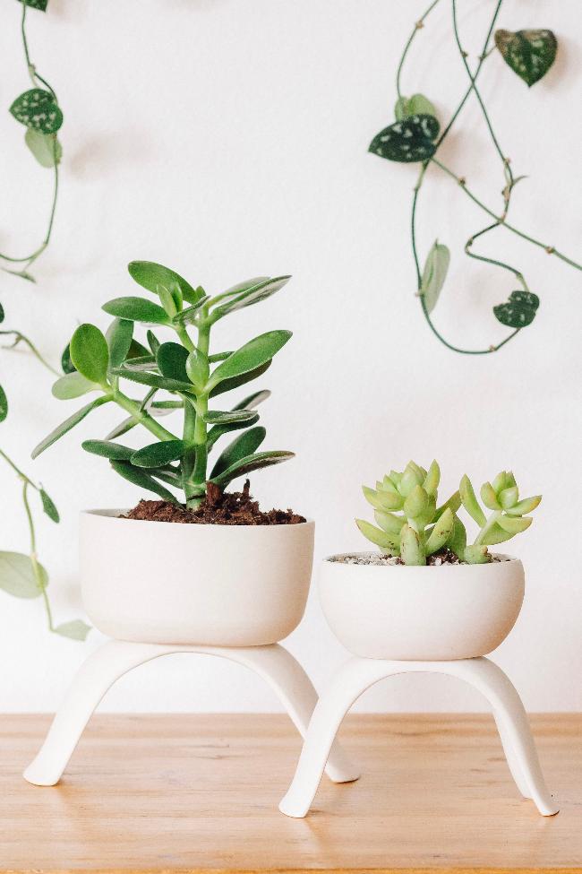 Two raised white shallow planters with potted succulents, the large is on the left and the medium is on the right showing the size difference.