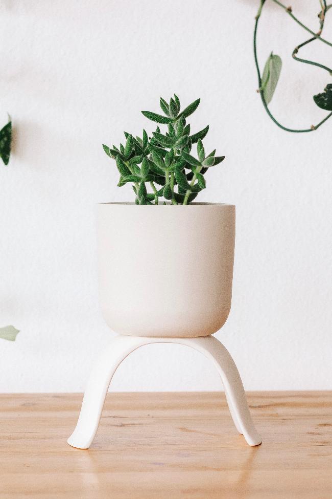 White raised classic small planter. Potted with a succulent on a wooden table. 