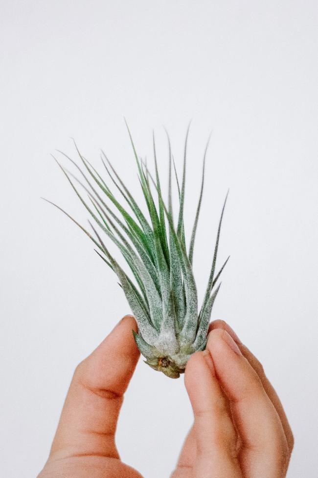 A hand holding a small air plant against a white background.