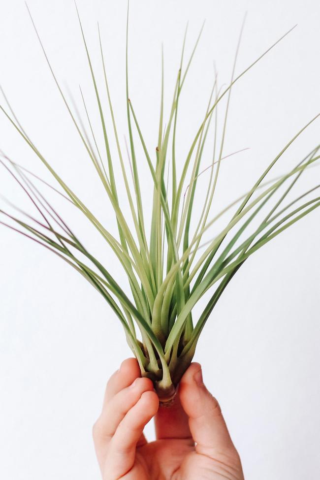 Large spikey air plant being held at the bottom by a hand against a white wall background. 