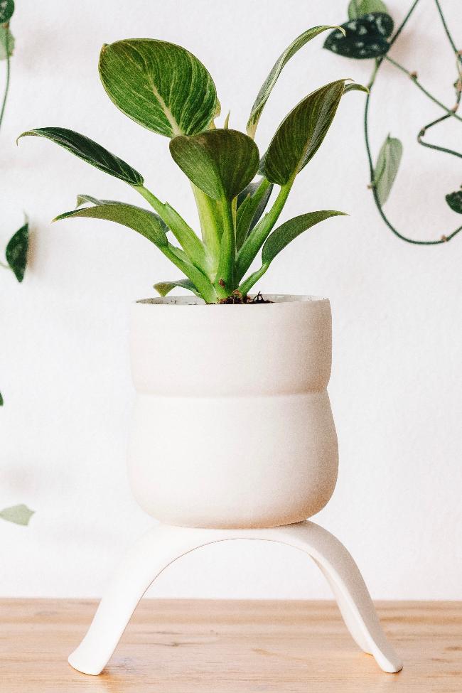 Large white raised planter with a cinched wiggle design. Potted with a leafy plant on a wooden table. 