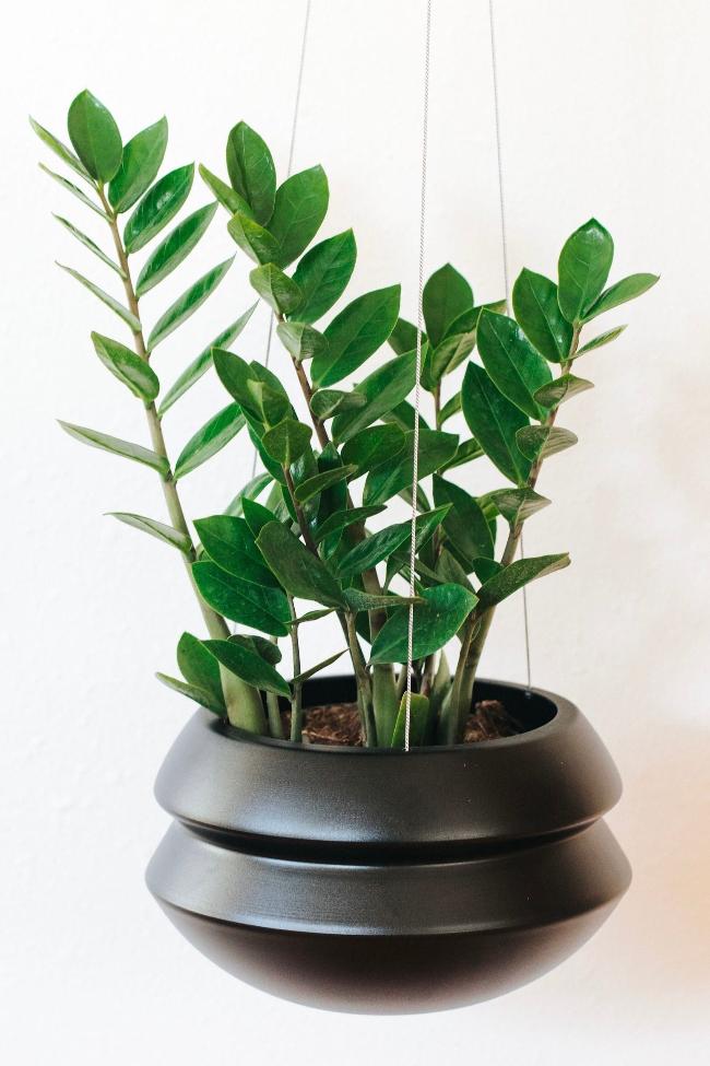 Close up of the large black midnight hanging halo planter. The halo is styled with a potted zz plant.