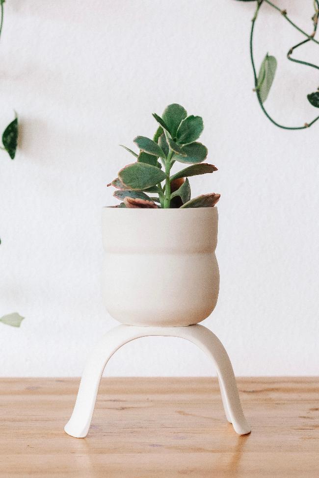 Small white raised planter with a cinched wiggle design. Potted with a succulent on a wooden table. 