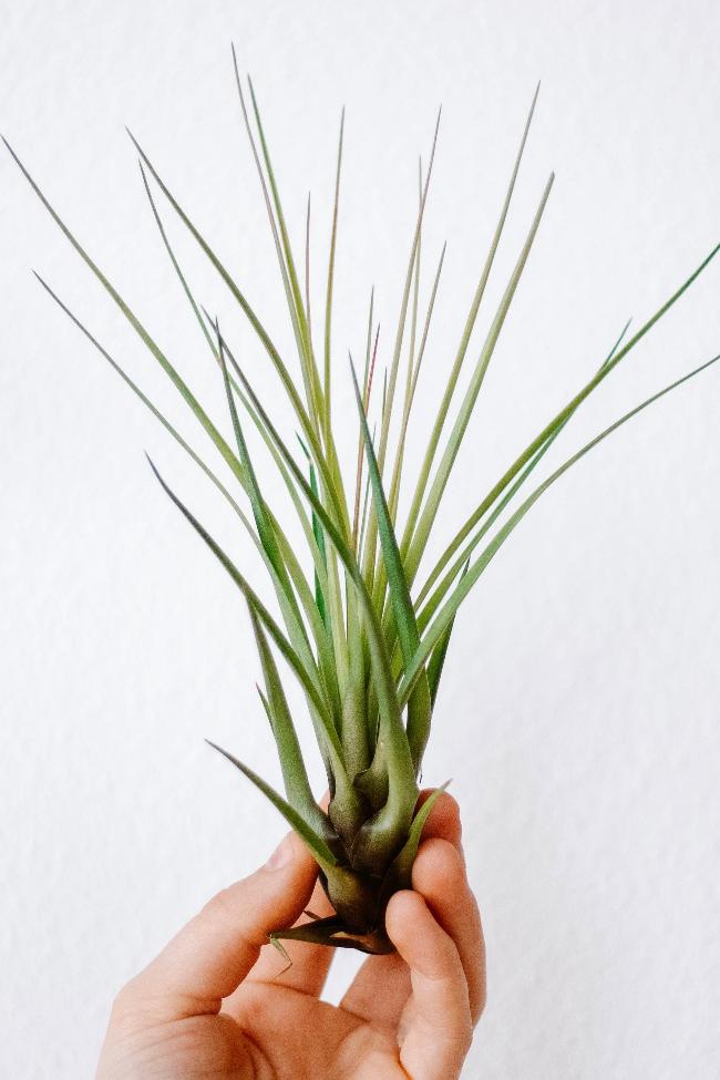 Medium spikey air plant being held at the bottom by a hand against a white wall background. 
