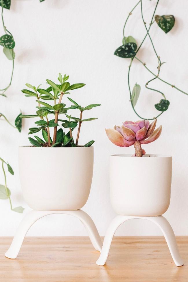 Two raised white classic planters with potted succulents, the large is on the left and the medium is on the right showing the size difference.