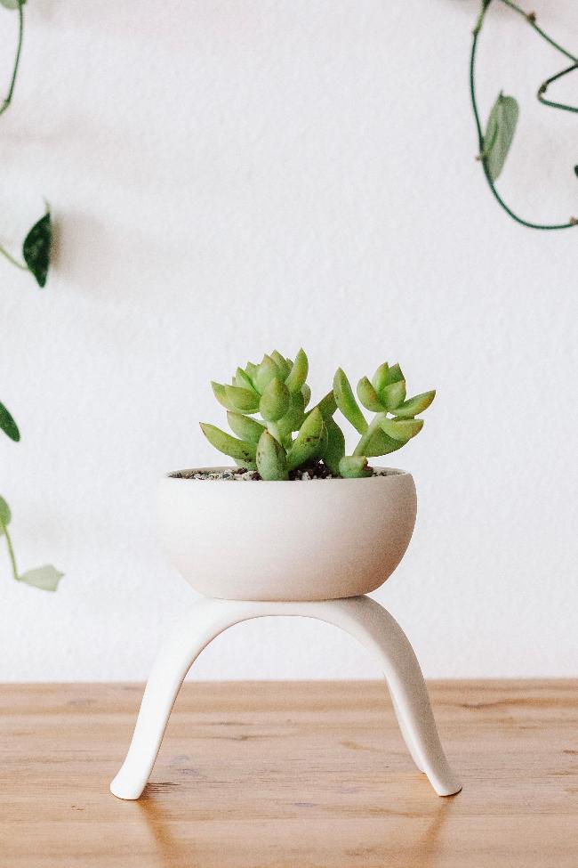 White raised small shallow planter. Potted with a succulent on a wooden table. 
