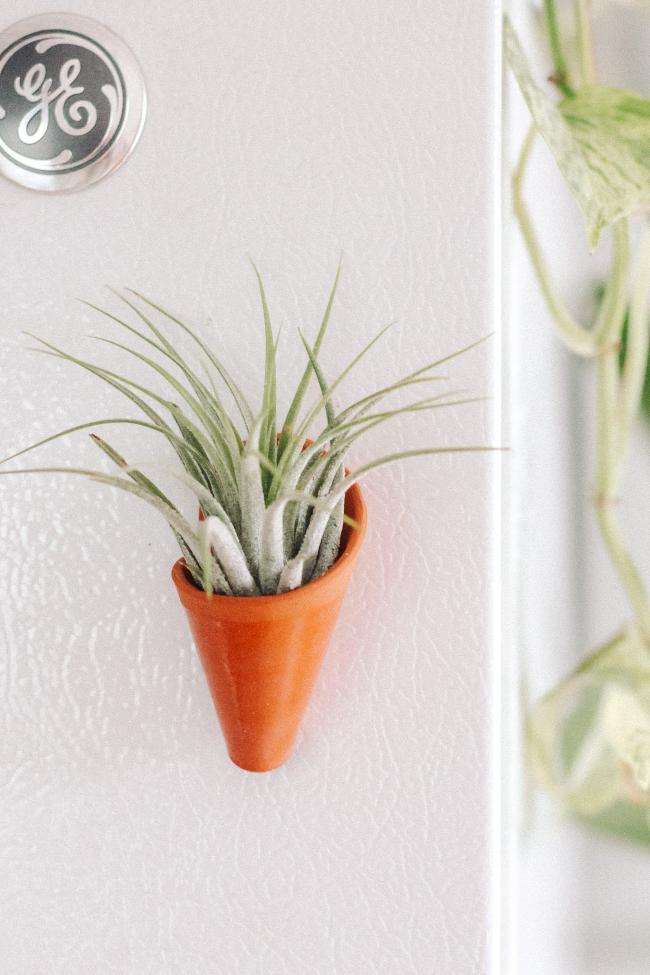 Small terracotta magnetic ceramic cone  clear glaze. The cone is styled sticking to a fridge and is holding an air plant.