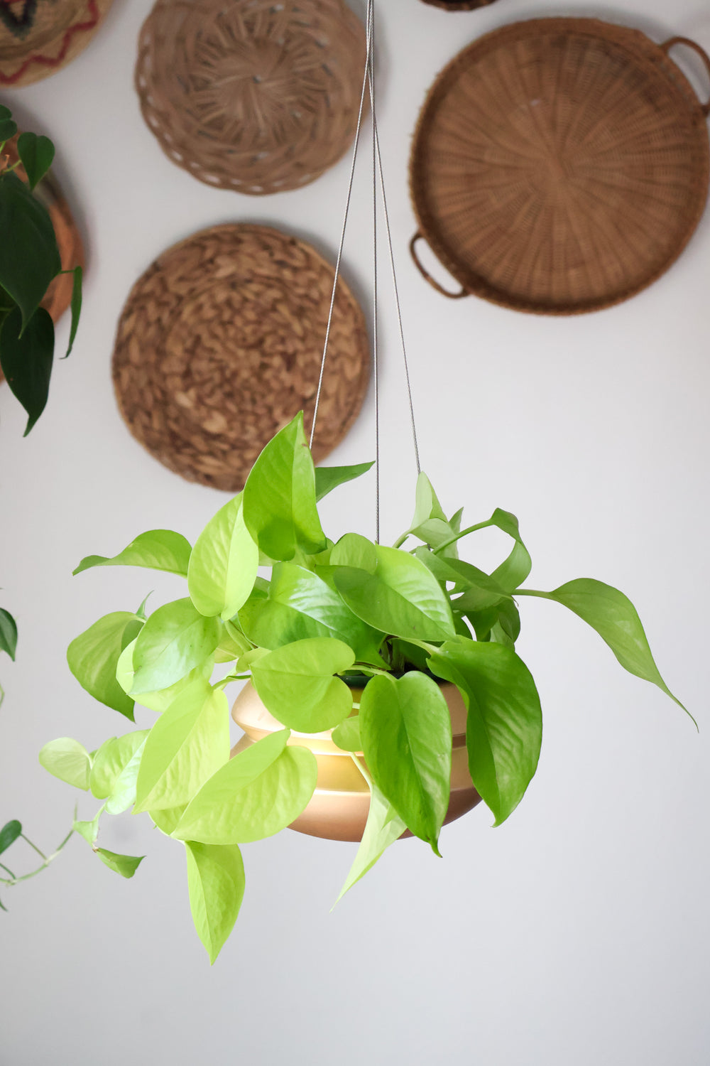 Styled large brass halo planter hanging against a wall with woven baskets. The halo planter has a vining lime green philodendron planted in it.