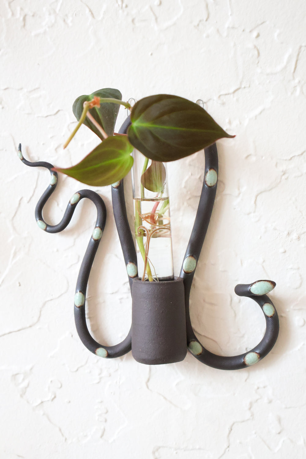 Stevie snake propagation tube holder hanging on a white wall, styled with a plant propagation. This colorway is dark chocolate clay and green dots.