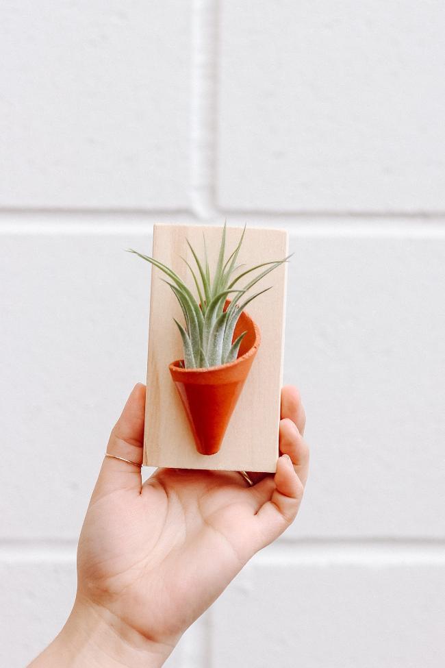 A small terracotta ceramic cone on a pine wooden board styled with an air plant inside the cone being held up by a hand against a white wall. 