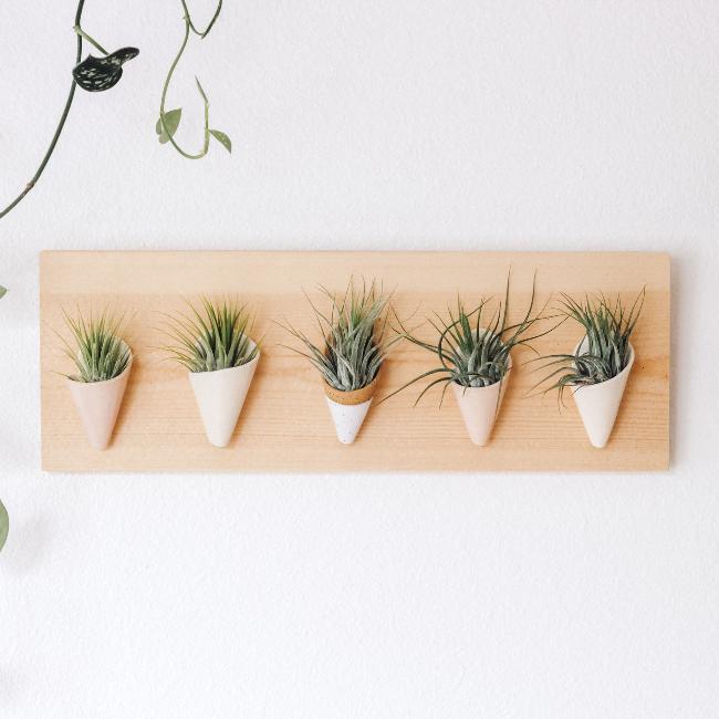Five small ceramic cones on a horizontal pine wood board. Cone colors go from left to right: blush, ivory, speckled white, blush, ivory. The planter is styled with air plants in each of the cones. 