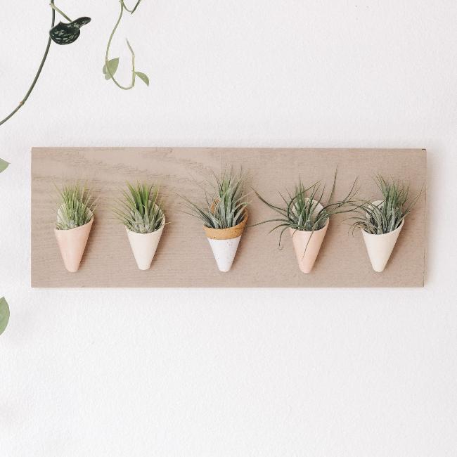 Five small ceramic cones on a horizontal grey wood board. Cone colors go from left to right: blush, ivory, speckled white, blush, ivory. The planter is styled with air plants in each of the cones. 